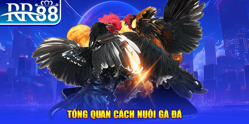 bk888 VA Điện Tử