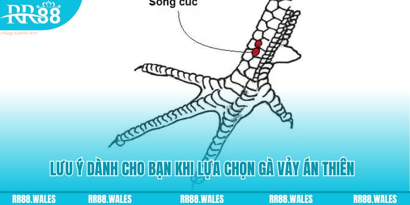 bk888 xổ số đồng nai