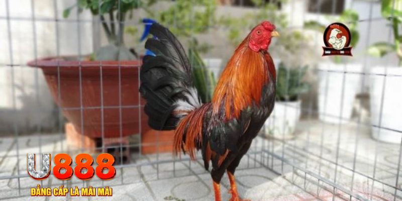 bk888 casino máy tính