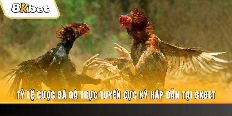 bk888 đăng nhập phỏm trực tiếp